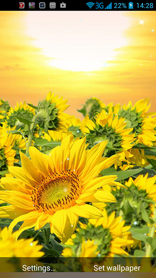 Screenshot dello Schermo Golden sunflower sul cellulare e tablet.
