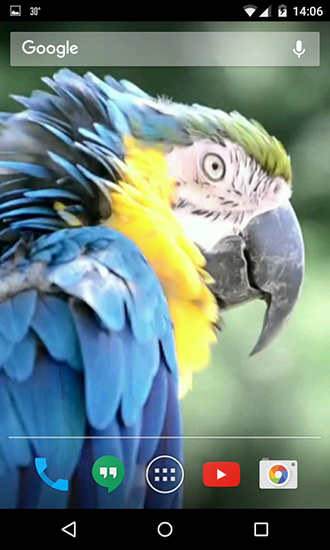 Screenshot dello Schermo Parrots sul cellulare e tablet.