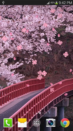 Sakura by live wallpaper HongKong