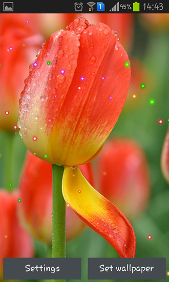 Screenshot dello Schermo Springs lilie and tulips sul cellulare e tablet.