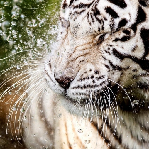 Screenshot dello Schermo White tiger: Water touch sul cellulare e tablet.