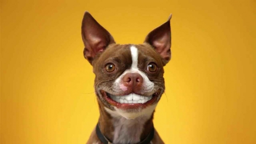Dog smiles