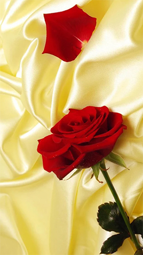 Red rose by HQ Awesome Live Wallpaper