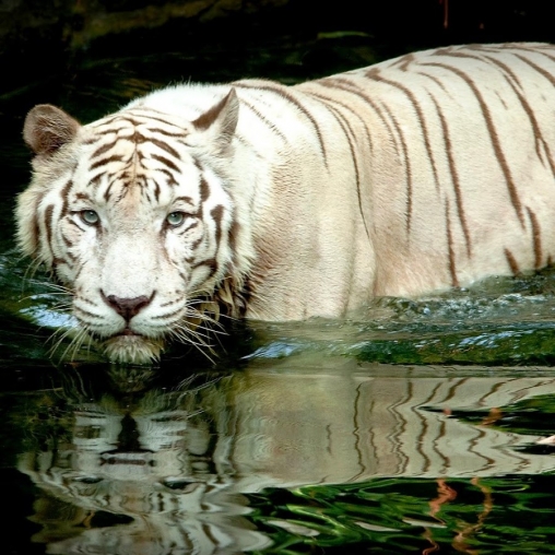 White tiger: Water touch