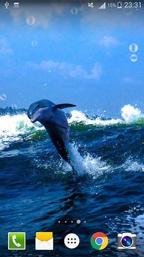 Dolphin by Live wallpaper HD
