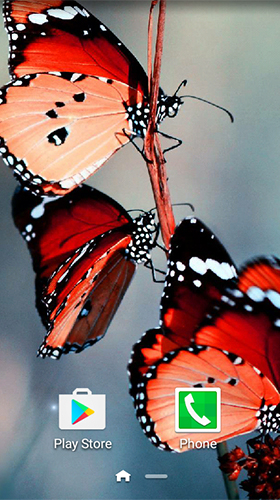Macro butterflies
