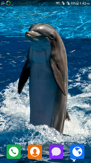 Lovely dolphin