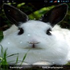 Oltre sfondi animati su Android Light drops pro, scarica apk gratis Bunny by Live Wallpapers Gallery.