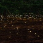 Oltre sfondi animati su Android Tranquility 3D, scarica apk gratis Fireflies 3D by Live Wallpaper HD 3D.