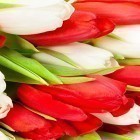 Oltre sfondi animati su Android Tulips by 3D HD Moving Live Wallpapers Magic Touch Clocks, scarica apk gratis Flowers by Happy live wallpapers.