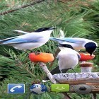 Oltre sfondi animati su Android Galaxy by Wasabi, scarica apk gratis Garden birds.