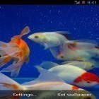 Oltre sfondi animati su Android Audio glow, scarica apk gratis Gold fish.