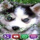 Oltre sfondi animati su Android Ocean by Free Wallpapers and Backgrounds, scarica apk gratis Husky by SweetMood.