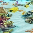 Oltre sfondi animati su Android Cat licks, scarica apk gratis Ocean Aquarium 3D: Turtle Isles.