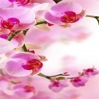 Oltre sfondi animati su Android Kinetic, scarica apk gratis Orchid by Creative Factory Wallpapers.