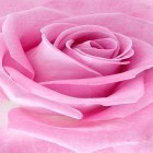 Oltre sfondi animati su Android Finger paint, scarica apk gratis Pink rose.