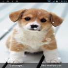 Oltre sfondi animati su Android Raindrop, scarica apk gratis Puppy by Best Live Wallpapers Free.