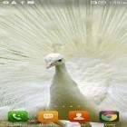 Oltre sfondi animati su Android Metaballs liquid HD, scarica apk gratis Queen peacock.