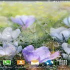 Oltre sfondi animati su Android Jade nature HD, scarica apk gratis Rainy flowers.