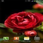 Oltre sfondi animati su Android Colorful bubble, scarica apk gratis Roses by Cute Live Wallpapers And Backgrounds.