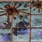 Oltre sfondi animati su Android Touhou Cirno, scarica apk gratis Spider by Cosmic Mobile Wallpapers.