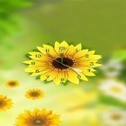 Oltre sfondi animati su Android Garden flowers, scarica apk gratis Sunflower clock.