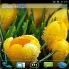 Oltre sfondi animati su Android Prismatic, scarica apk gratis Amazing spring flowers.
