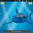 Oltre sfondi animati su Android Castle, scarica apk gratis Angry shark: Cracked screen.