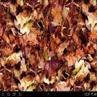 Oltre sfondi animati su Android Beautiful flowers, scarica apk gratis Autumn leaves 3D.