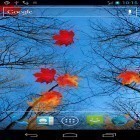 Scaricare Autumn maple su Android, e anche altri sfondi animati gratuiti per Samsung Galaxy S6 edge.