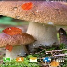 Oltre sfondi animati su Android Cat by Live wallpaper HD, scarica apk gratis Autumn mushrooms.