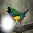 Oltre sfondi animati su Android Sakura pro, scarica apk gratis Birds photo frames.