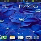 Scaricare Blue flowers su Android, e anche altri sfondi animati gratuiti per Samsung Galaxy S Plus.