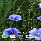 Oltre sfondi animati su Android Savage kitten, scarica apk gratis Blue flowers by Jacal video live wallpapers.