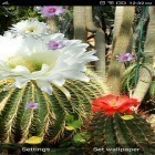 Oltre sfondi animati su Android Galaxy S3 dandelion, scarica apk gratis Cactus flowers.