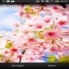 Oltre sfondi animati su Android Rose 3D, scarica apk gratis Cherry blossom.
