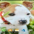 Oltre sfondi animati su Android Winter flowers, scarica apk gratis Cute animals.