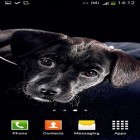 Scaricare Cute dogs su Android, e anche altri sfondi animati gratuiti per Nokia 5.3.