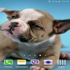 Oltre sfondi animati su Android Meteor shower by Amax LWPS, scarica apk gratis Cute puppies.