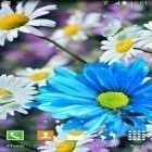 Oltre sfondi animati su Android Jelly bean 3D, scarica apk gratis Daisies by Live wallpapers 3D.