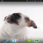Oltre sfondi animati su Android Magic crystal, scarica apk gratis Dog licks screen.