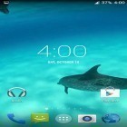 Oltre sfondi animati su Android Mini dino, scarica apk gratis Dolphins HD.