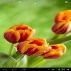 Oltre sfondi animati su Android Energy beams, scarica apk gratis Drops on tulips.