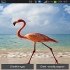 Oltre sfondi animati su Android Snow HD deluxe edition, scarica apk gratis Flamingo.