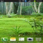 Oltre sfondi animati su Android Fireflies by Live wallpaper HD, scarica apk gratis Forest landscape.