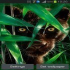 Oltre sfondi animati su Android Animated cat, scarica apk gratis Forest panther.