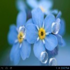 Oltre sfondi animati su Android Roses 3D by Happy live wallpapers, scarica apk gratis Forget-me-not.