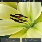 Oltre sfondi animati su Android Spring trees, scarica apk gratis Lily.