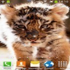 Oltre sfondi animati su Android YoYo kitty, scarica apk gratis Little tiger.