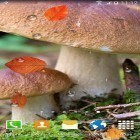 Oltre sfondi animati su Android Jade nature HD, scarica apk gratis Mushrooms by BlackBird Wallpapers.